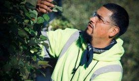 A man in a yellow vest inspecting an apple tree.