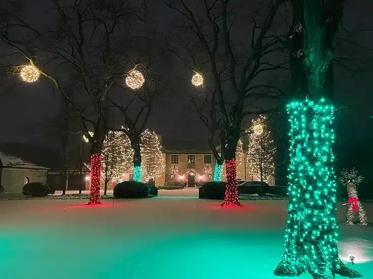 lights wrapped around Christmas trees