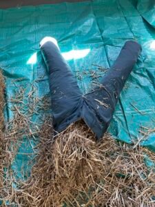 Pair of pants filled with hay laying on a blue tarp, resembling scarecrow legs.