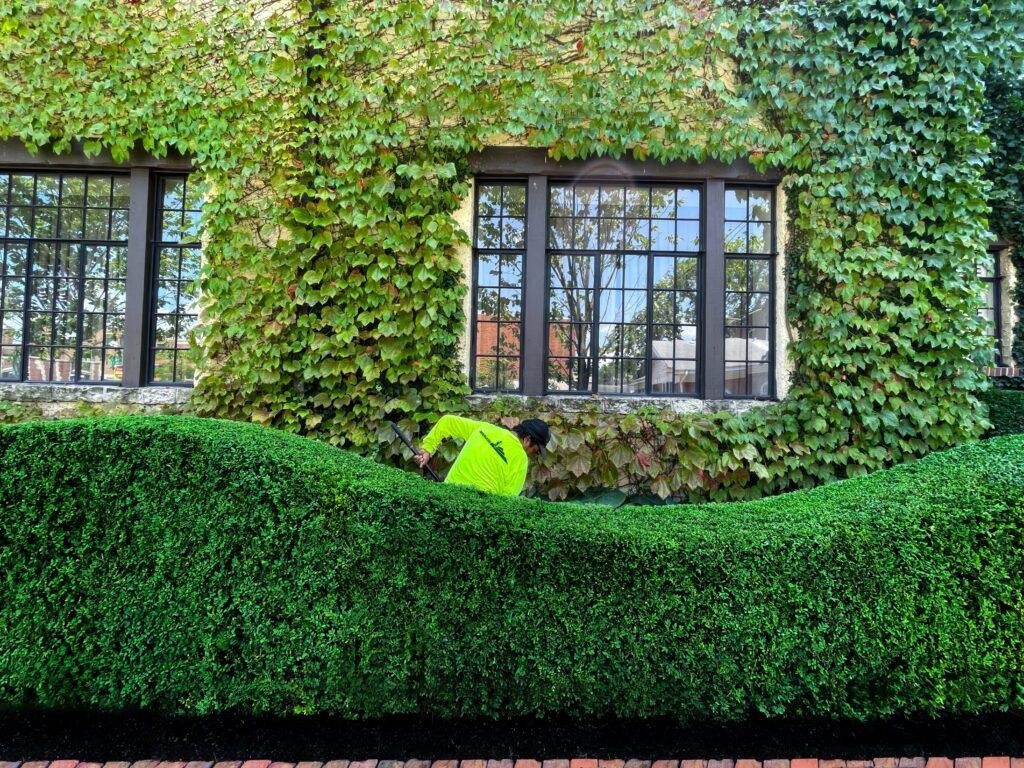 A person in a bright yellow shirt is expertly trimming a manicured hedge, showcasing their skills in commercial landscape construction, in front of an ivy-covered building with three windows.