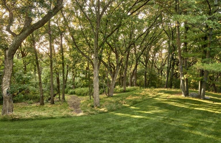 A grassy lawn bordered by a forest of tall trees with sunlight filtering through the leaves, perfect for those seeking expert landscaping in Barrington IL.